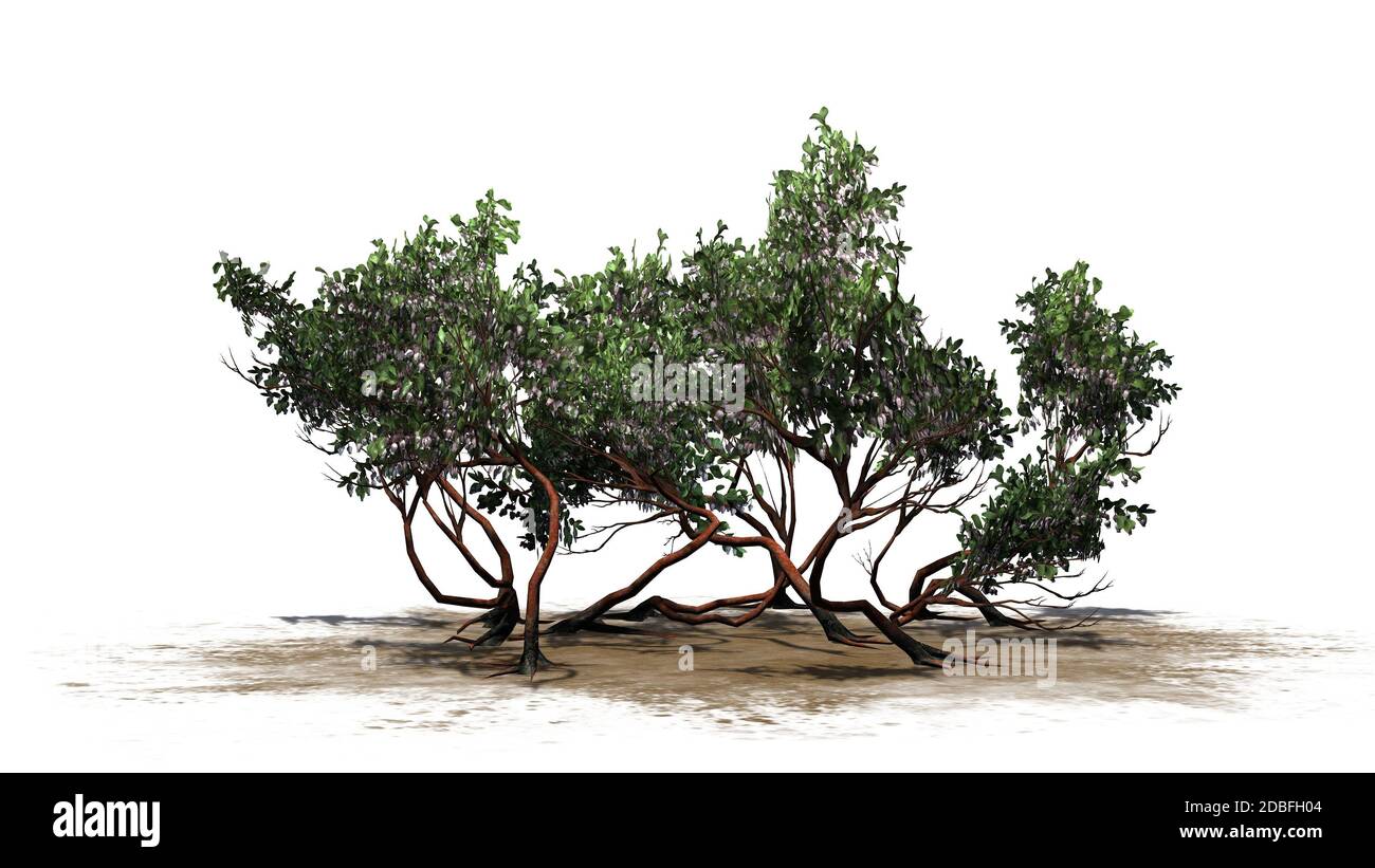 Greenleaf Manzanita shrub on white background Stock Photo Alamy
