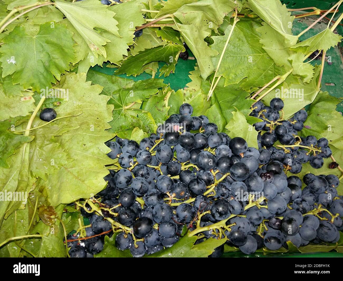 Market stall with freshly picked blue grapes on vine leaves Stock Photo
