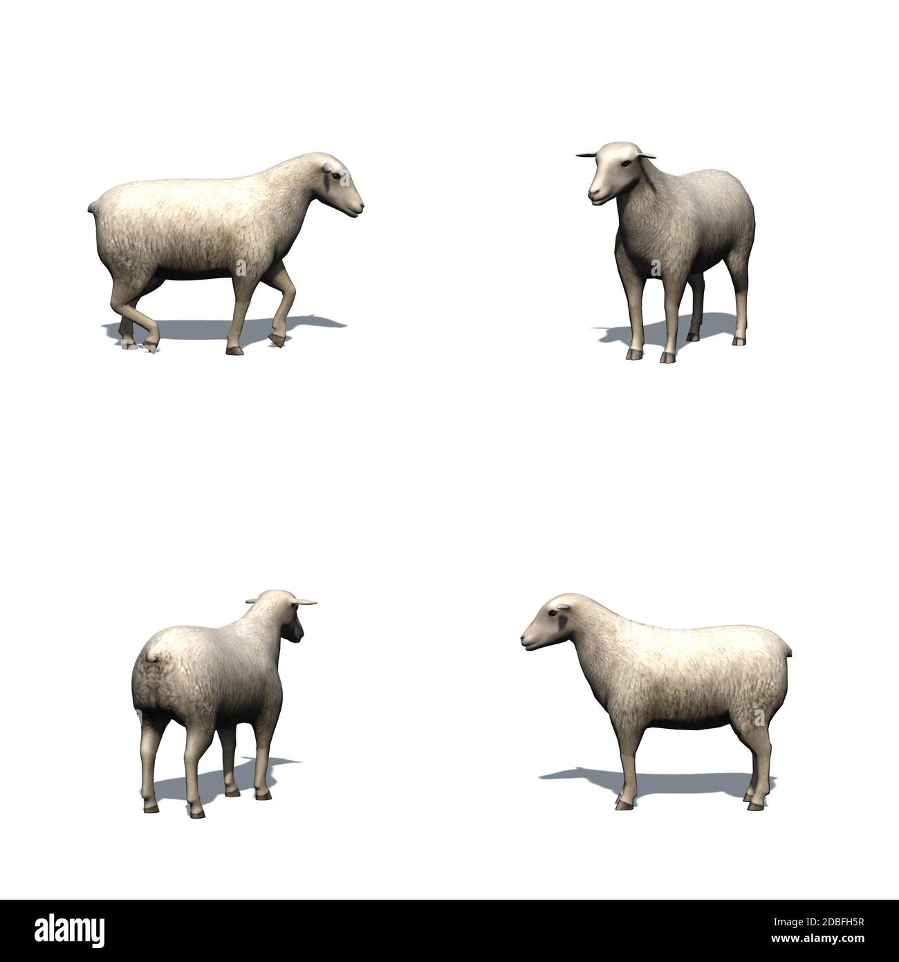 Set of farm animals - sheep - isolated on white background Stock Photo ...
