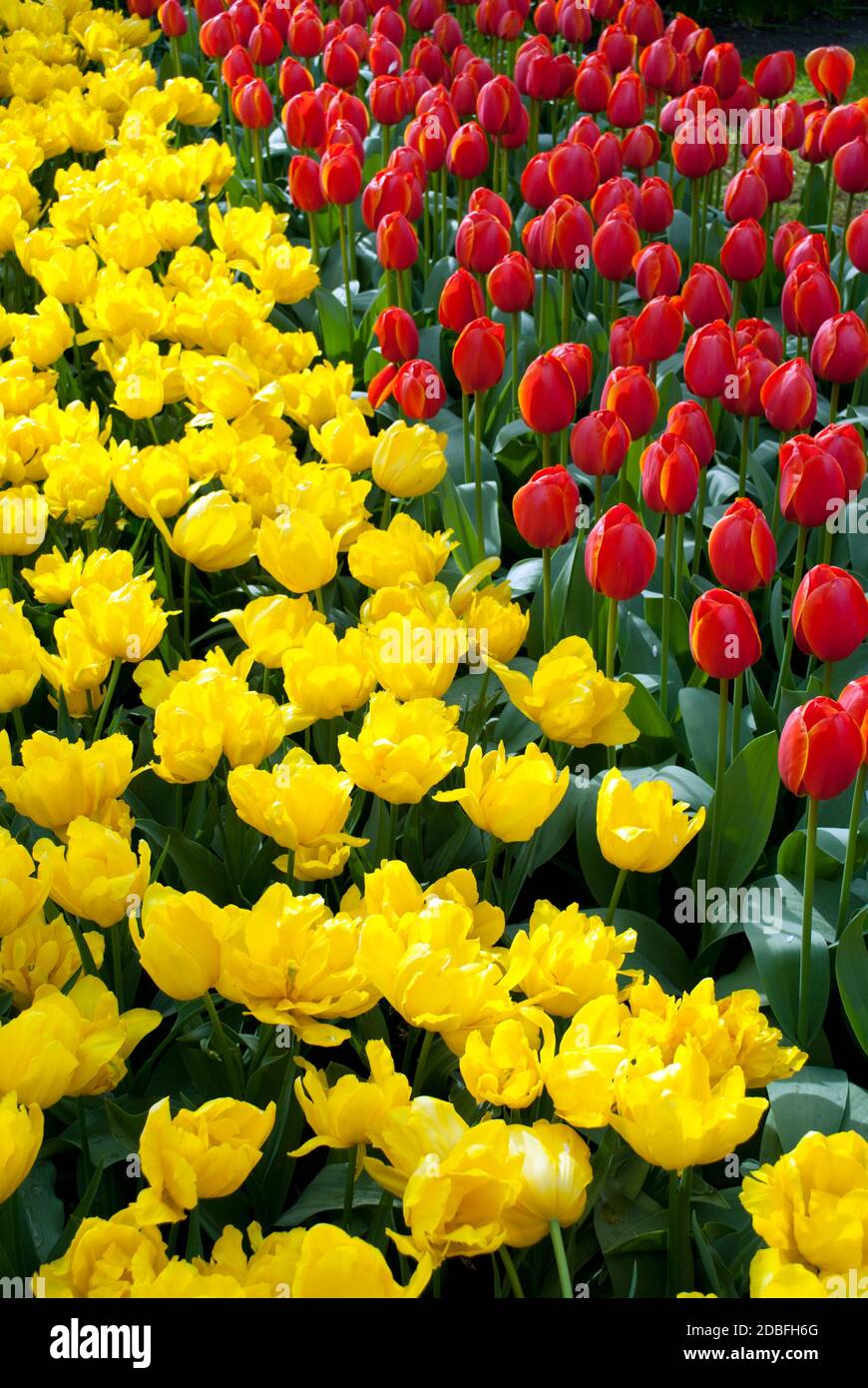 Different types of tulips hi-res stock photography and images - Alamy