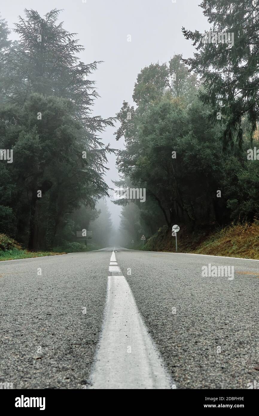 Foggy day in the forest over the asphalt road Stock Photo - Alamy
