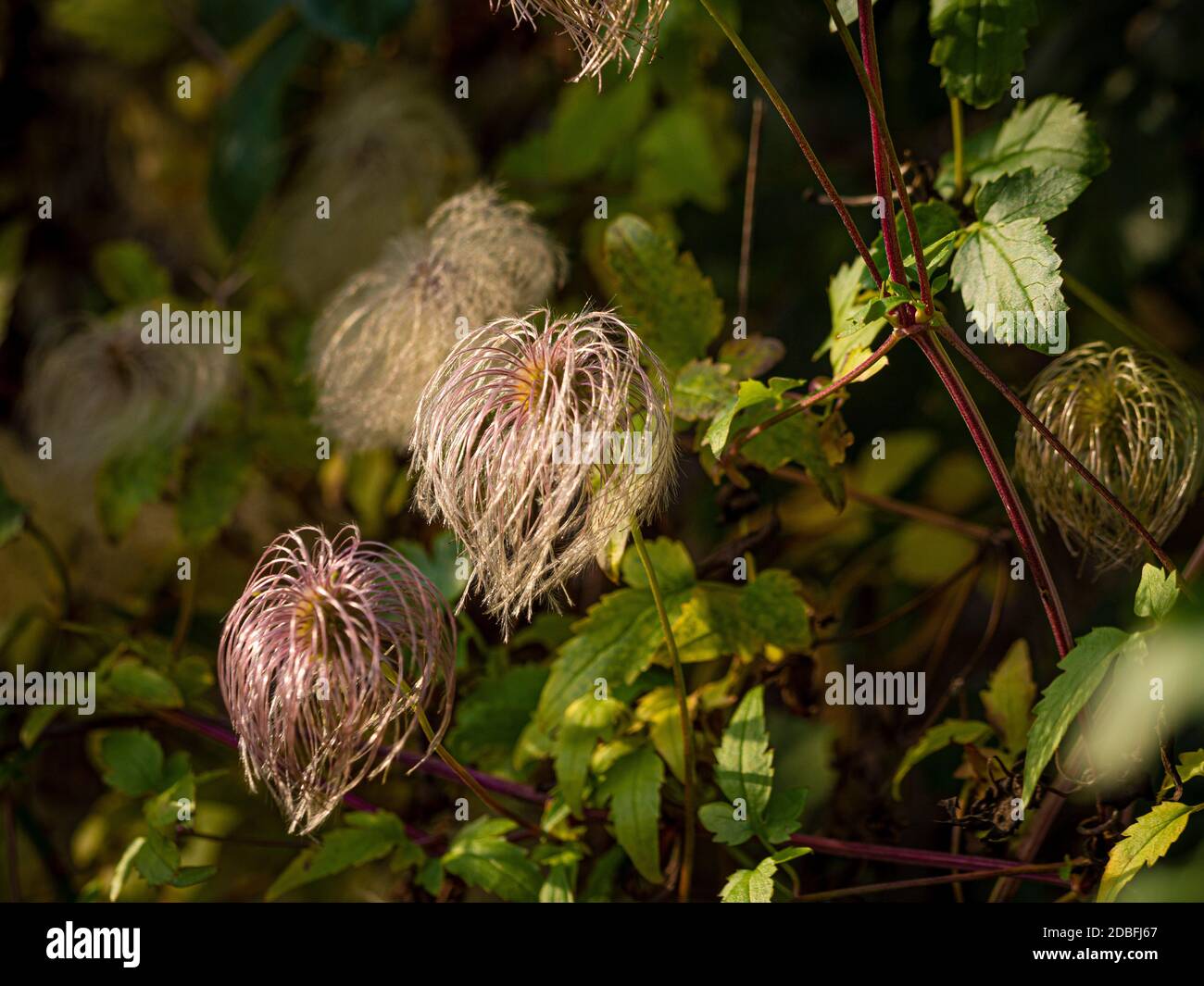 Fluffy clematis seed heads growing in a UK garden. Stock Photo
