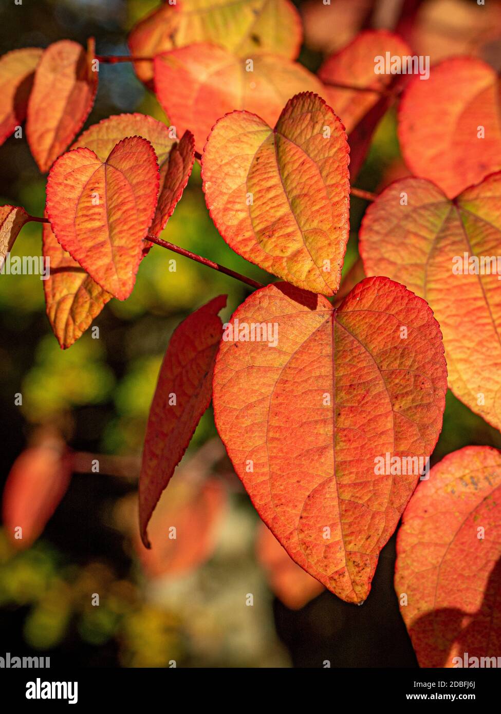 Heart shaped leaves of Cercidiphyllum japonicum 'Lisa Ann' also know as Katsura tree in Autumn Stock Photo