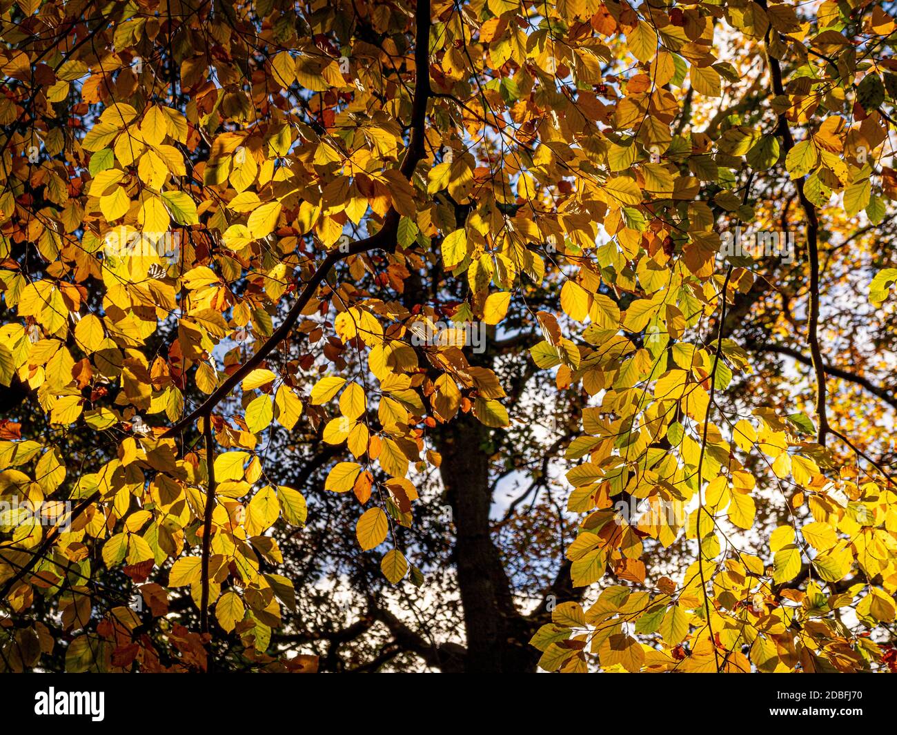 Gold leaves looking up tree hi-res stock photography and images - Alamy