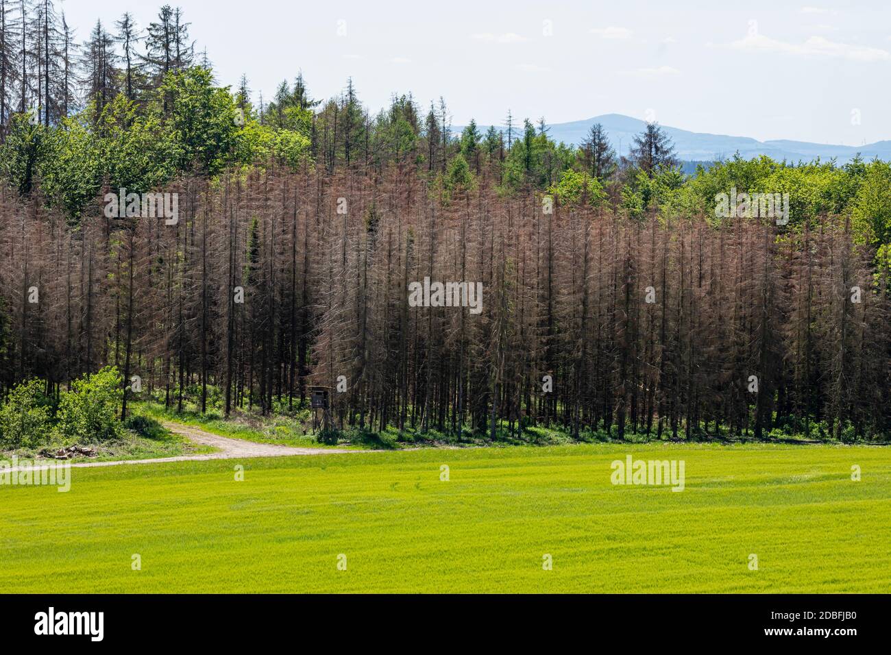 Spruce Forest dieback because of drought and bark beetle Stock Photo
