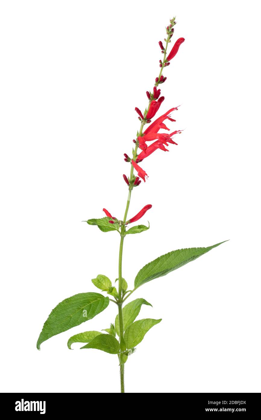 Twig of fresh red flowering Salvia elegans on white background Stock Photo