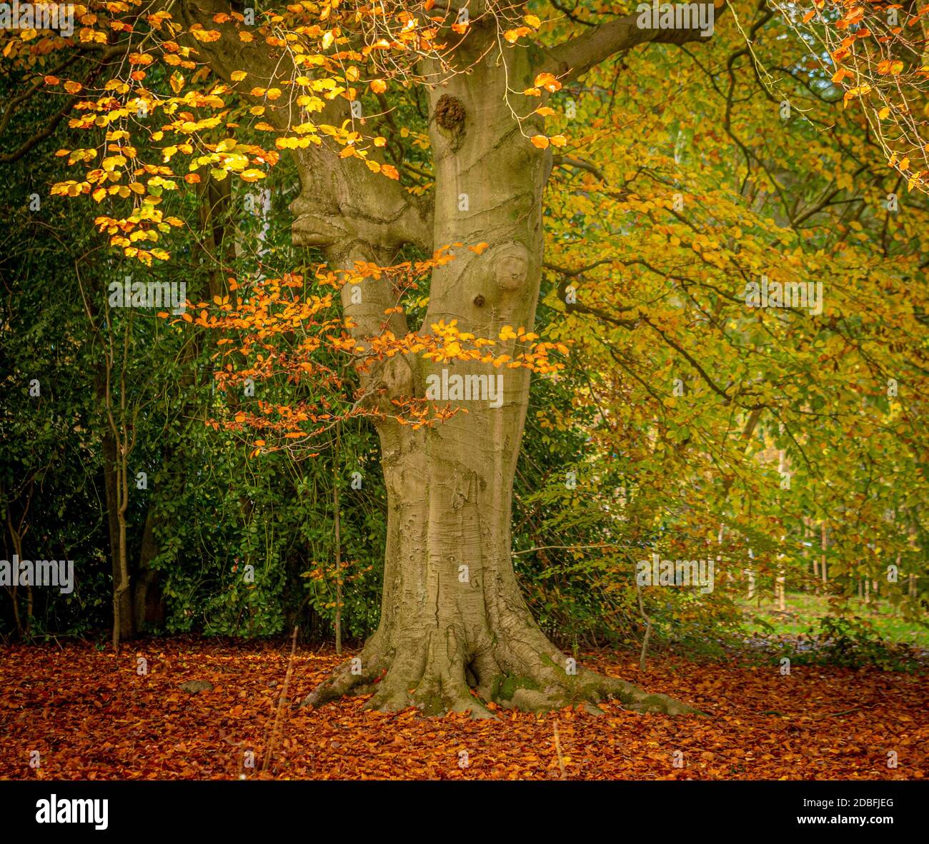 Golden fallen leaves below a Beech tree in Autumn. Stock Photo
