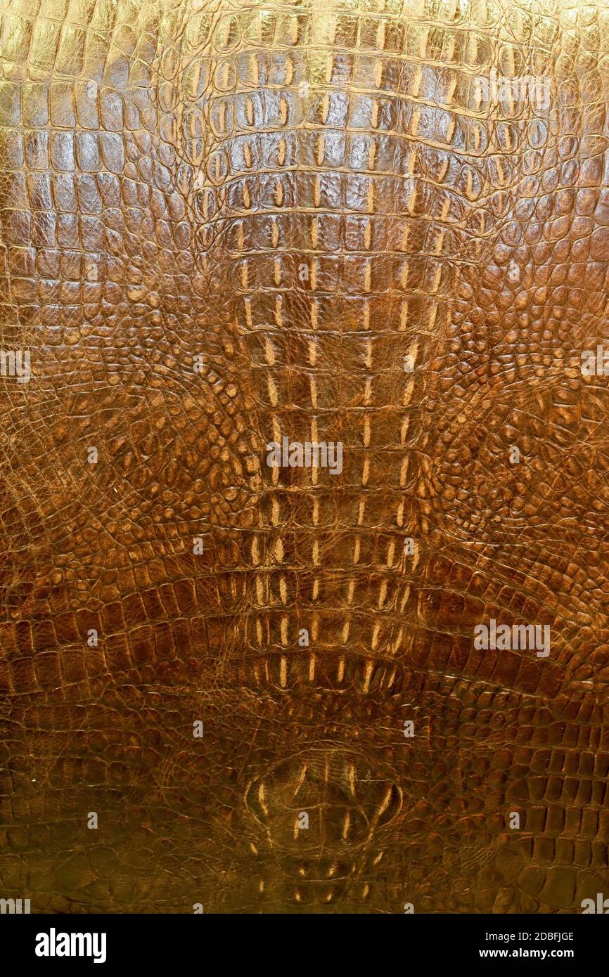 Real crocodile leather background with specific pattern Stock Photo - Alamy