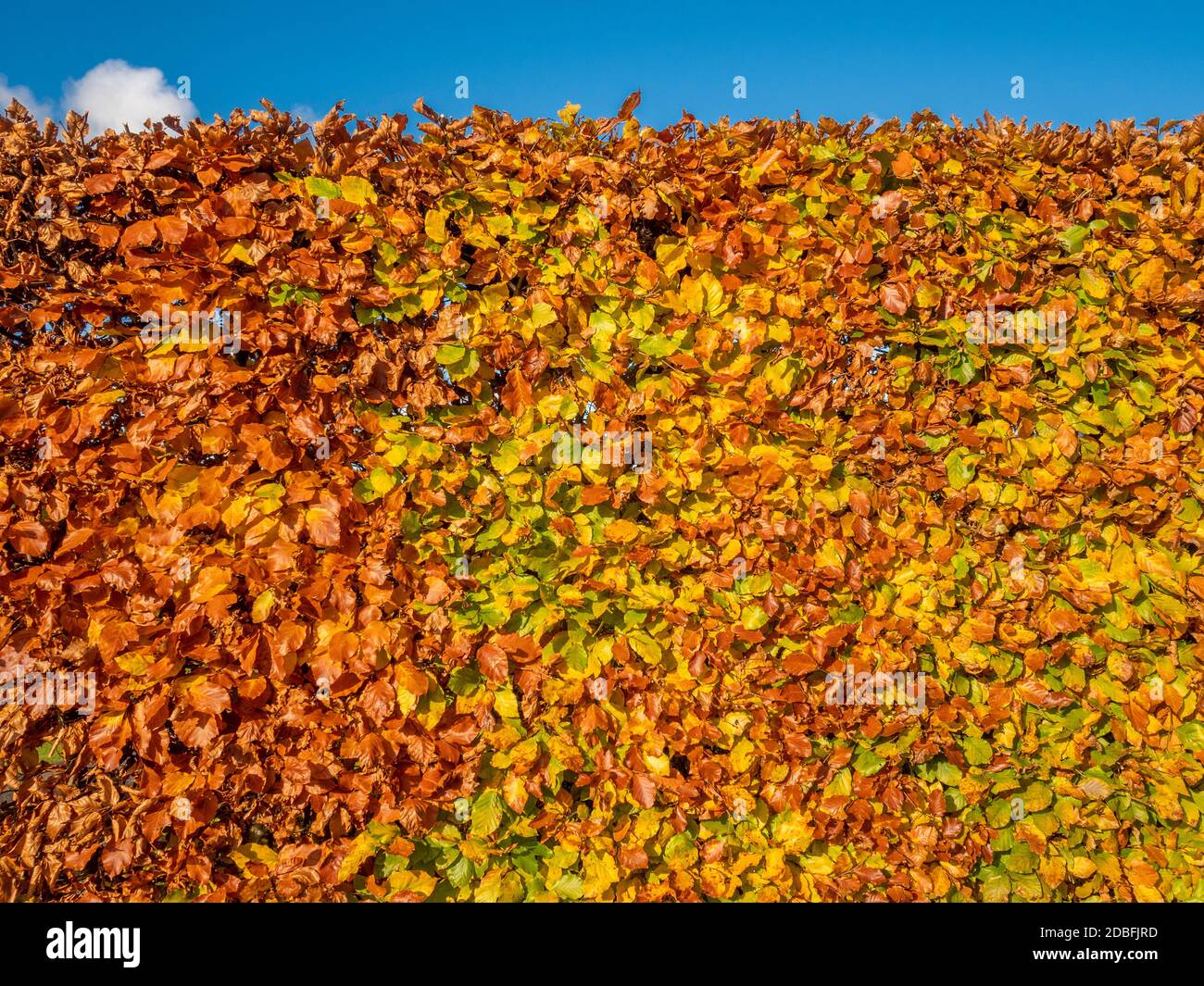 Beech hedge  with golden Autumn leaves. Stock Photo