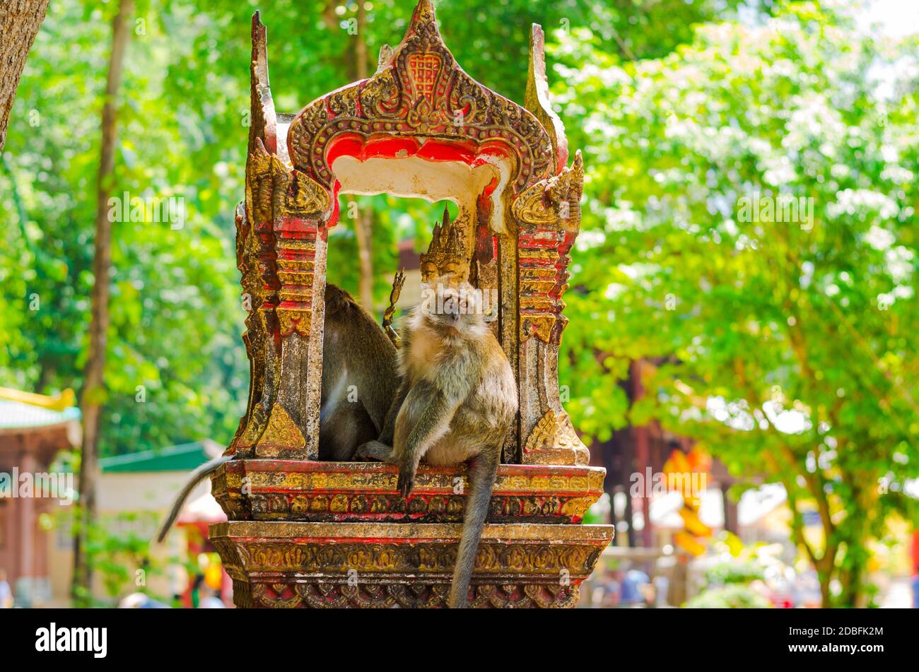 Grey capucin monkey, domesticated, living around the Tiger Cave temple in Krabi, Thailand Stock Photo