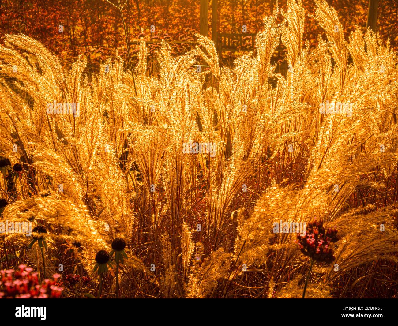 Backlit ornamental grasses with a golden Beech hedge in the background. Stock Photo