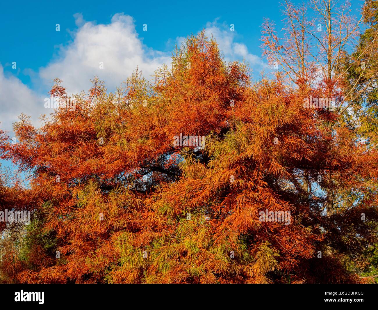 Deciduous tree with its leaves turning golden in Autumn Stock Photo Alamy