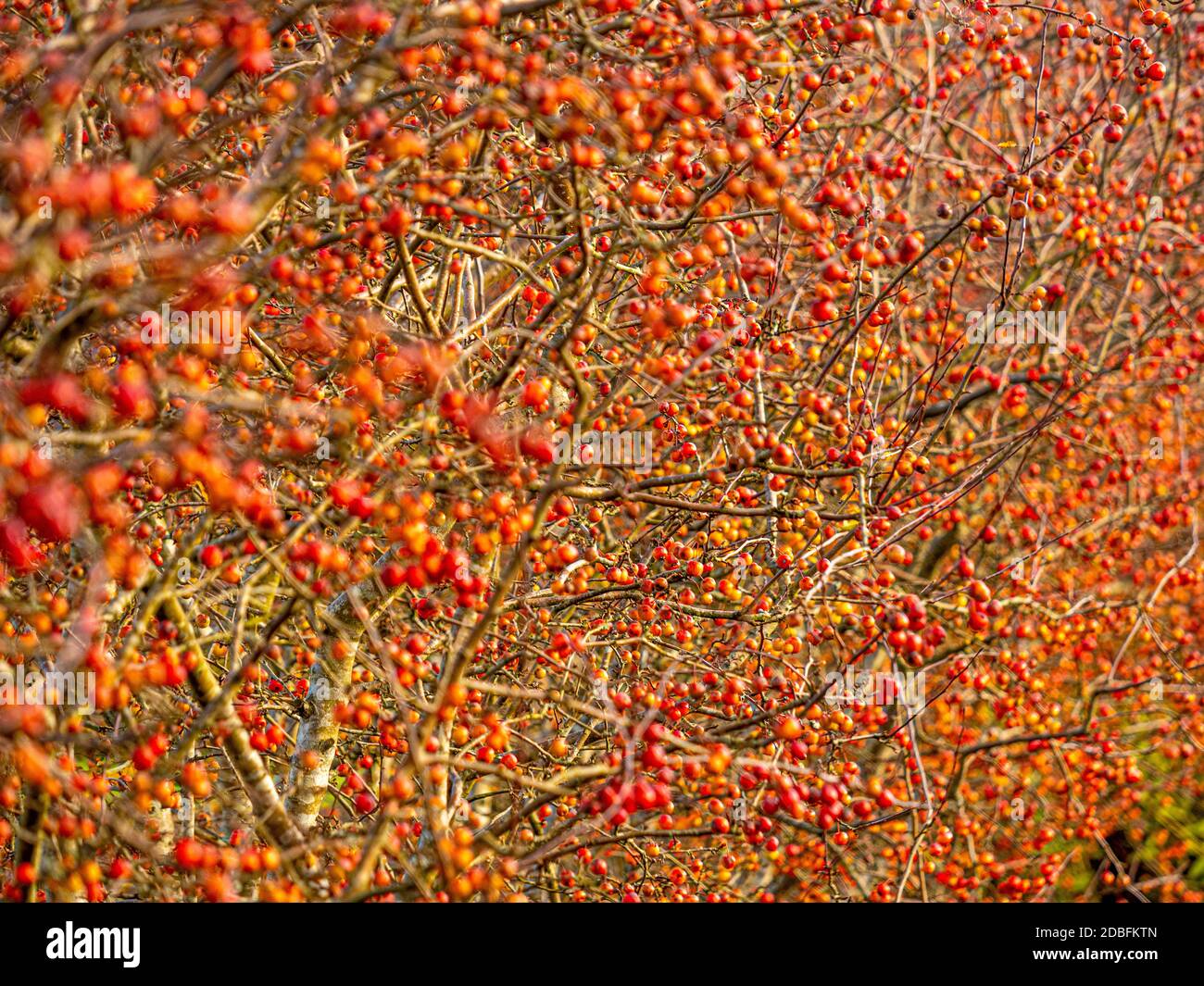 The colourful fruits of crab apple "Evereste", in Autumn Stock Photo