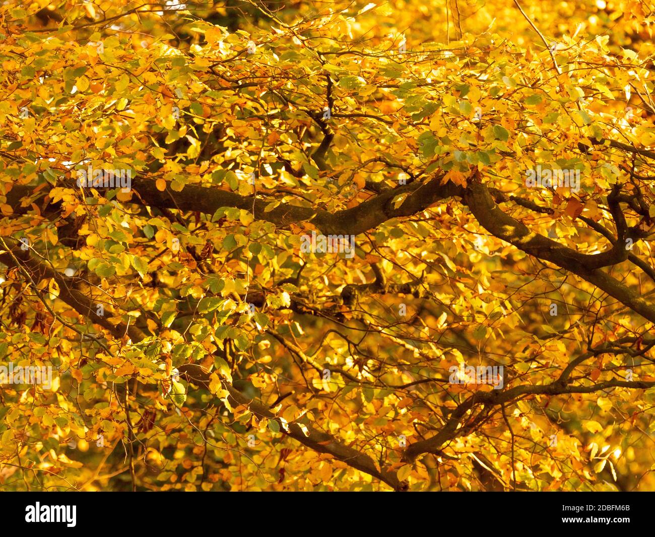 Backlit Beech tree with golden leaves in Autumn Stock Photo - Alamy