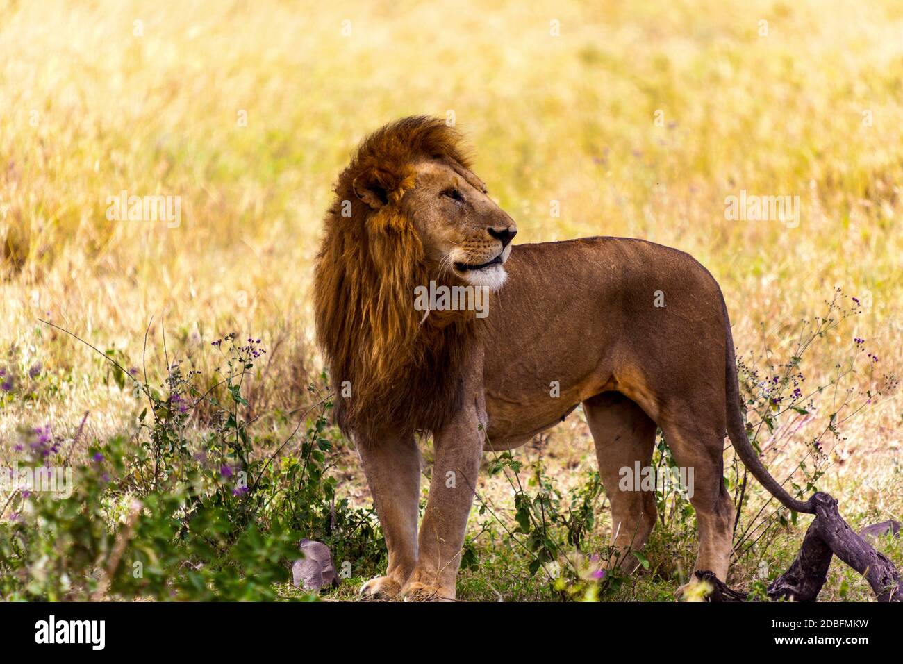 Alpha male lion hi-res stock photography and images - Alamy