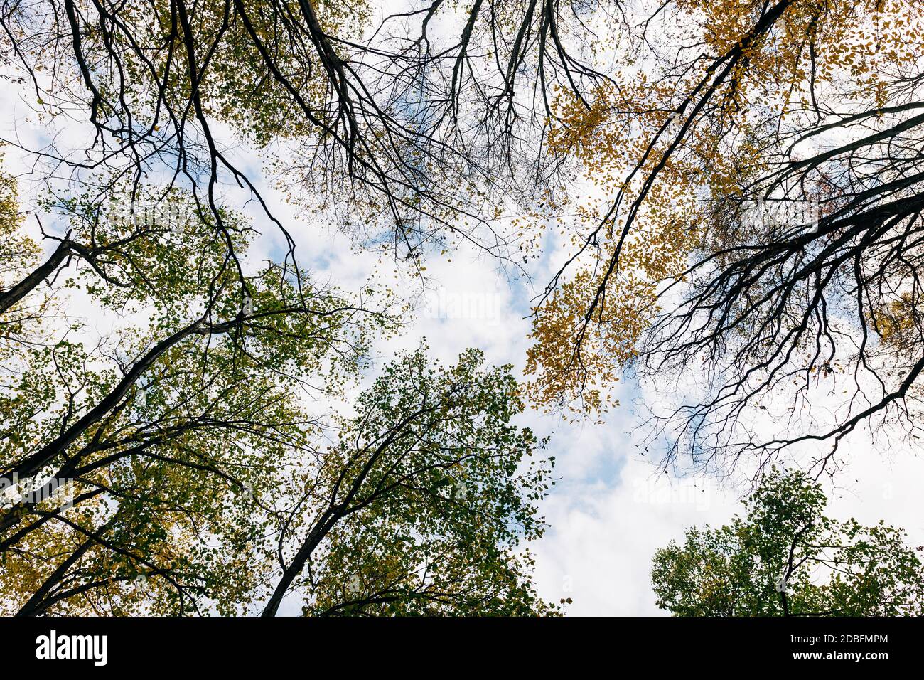 View of a beautiful autumn leaves on the trees in the forest Stock Photo