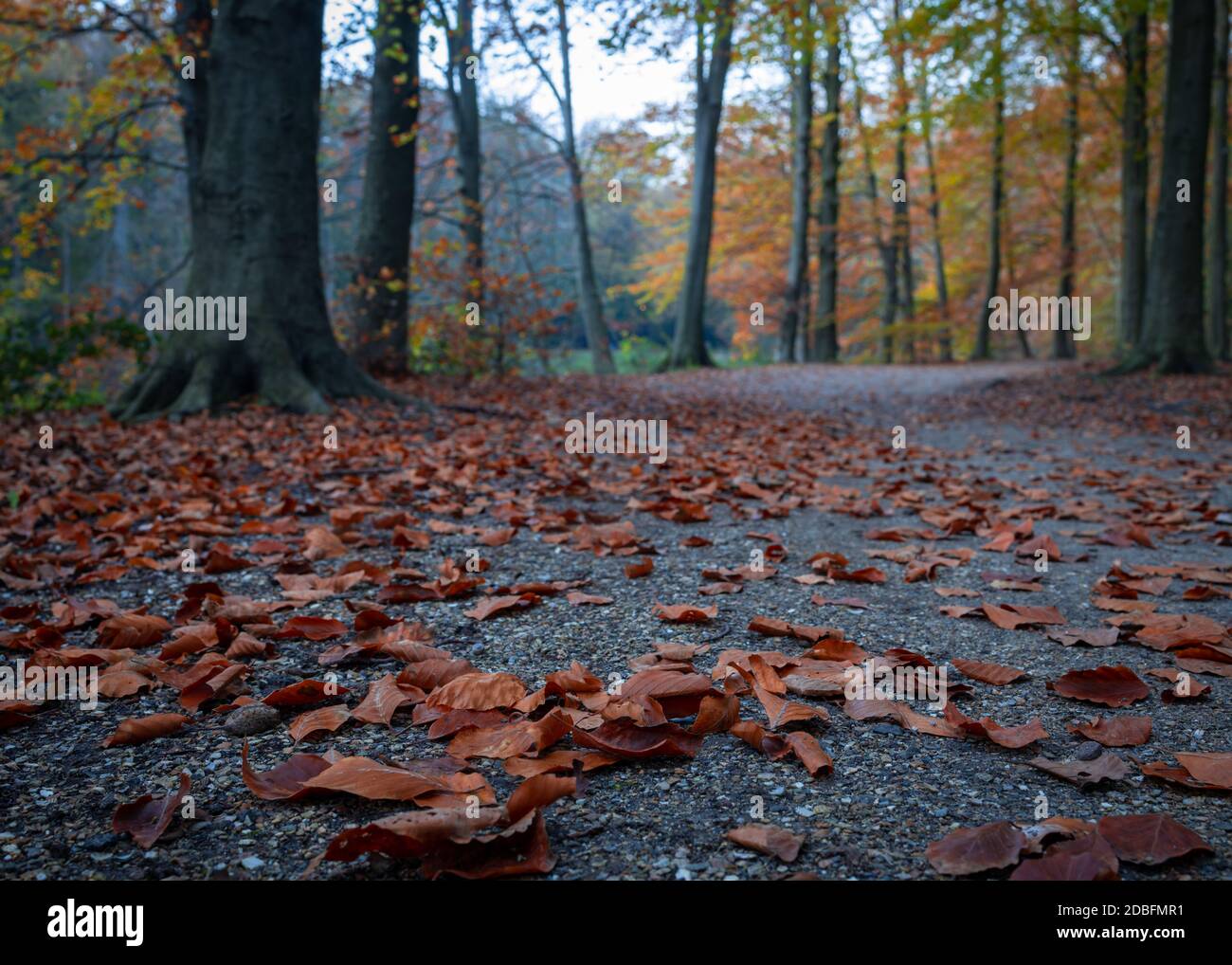 leaves between the woods in a park in Europe in autumn season Stock Photo