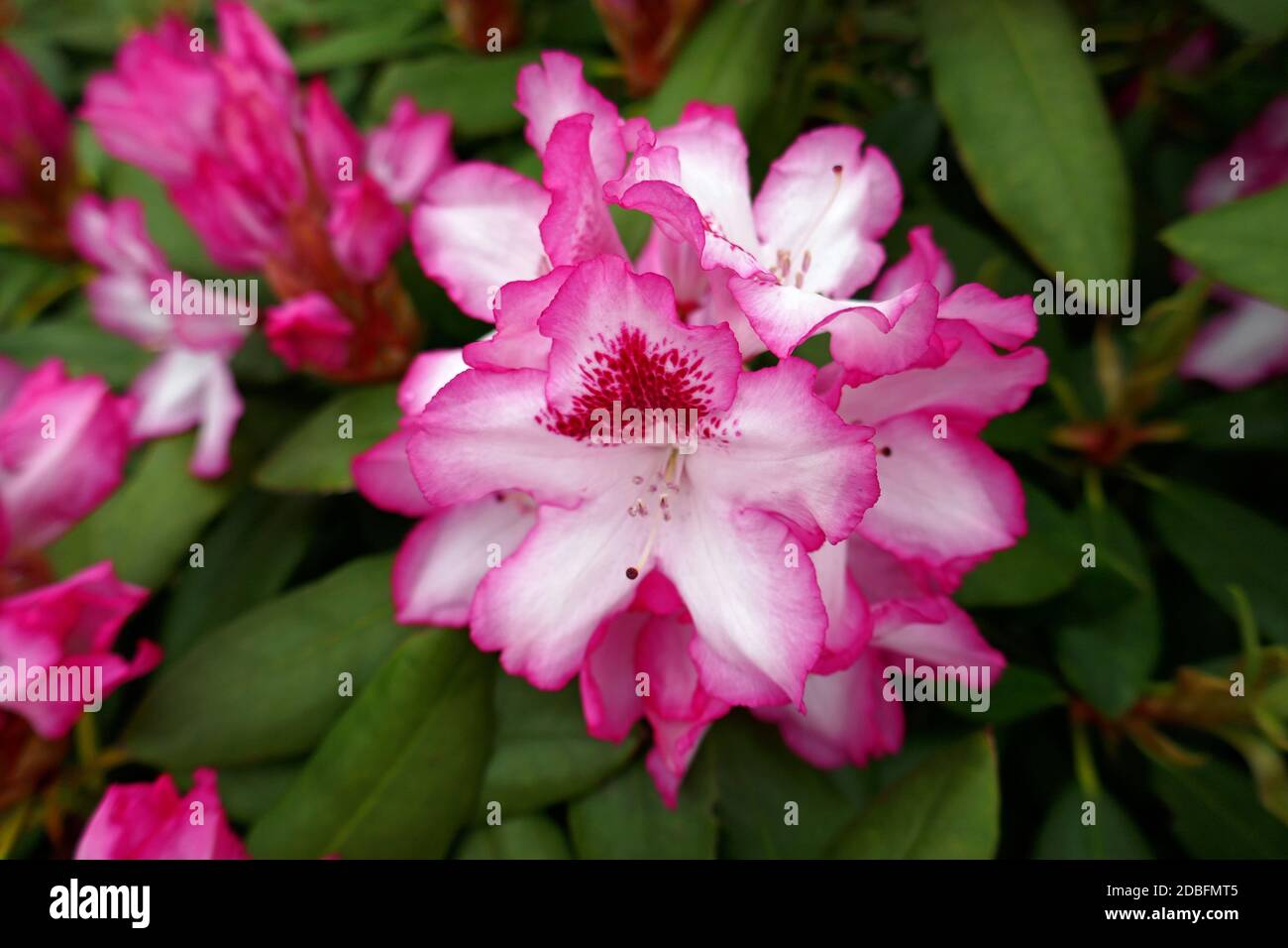Rhododendron bud Stock Photo
