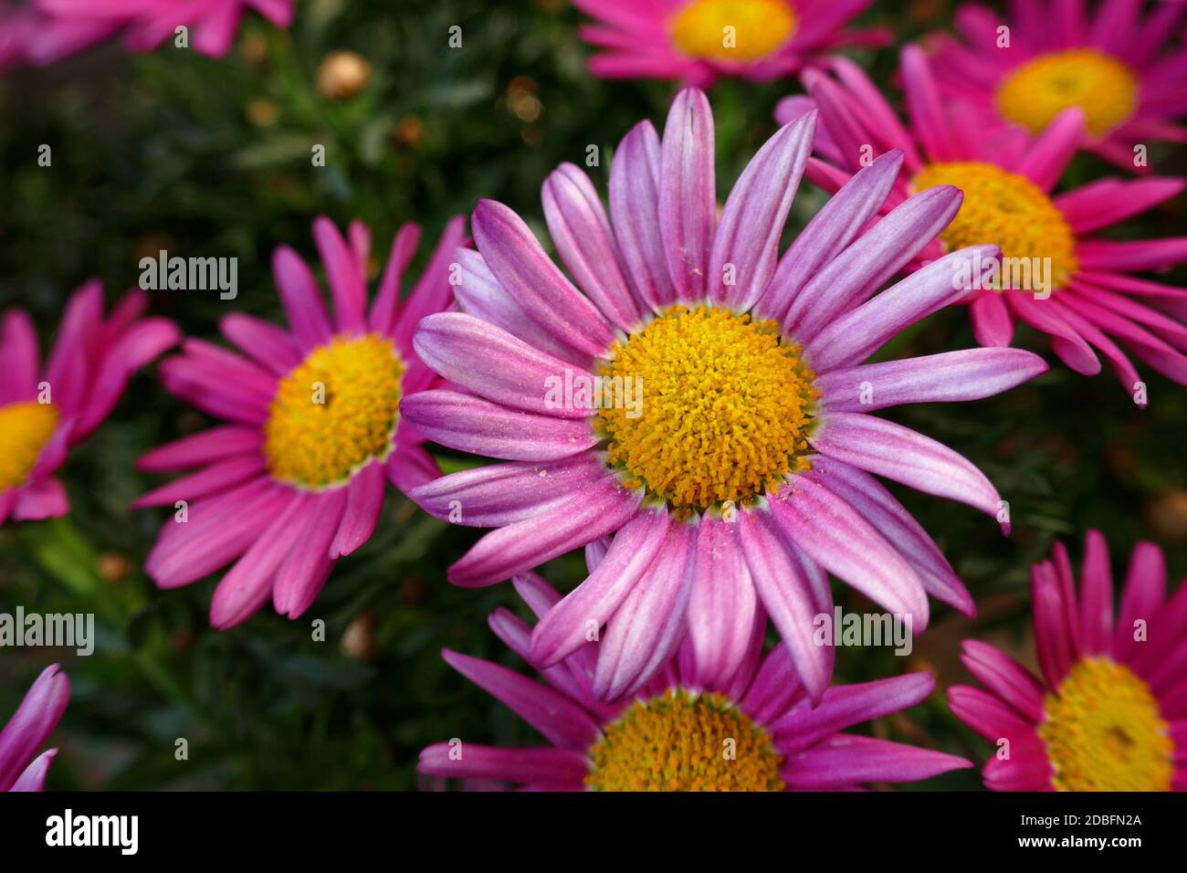 pink shrub daisies Stock Photo