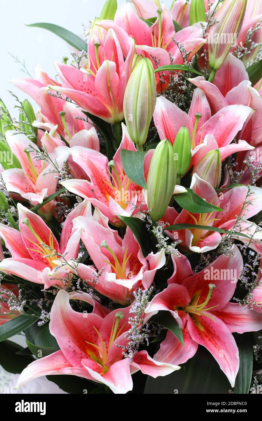 Flowers of bangladesh hires stock photography and images Alamy