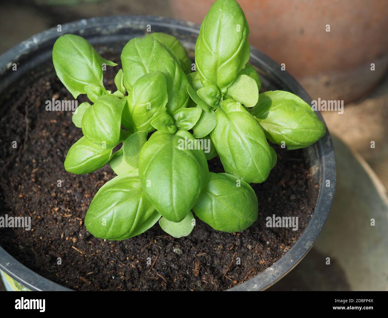 basil (scientific name Ocimum basilicum) aka Thai basil or sweet basil