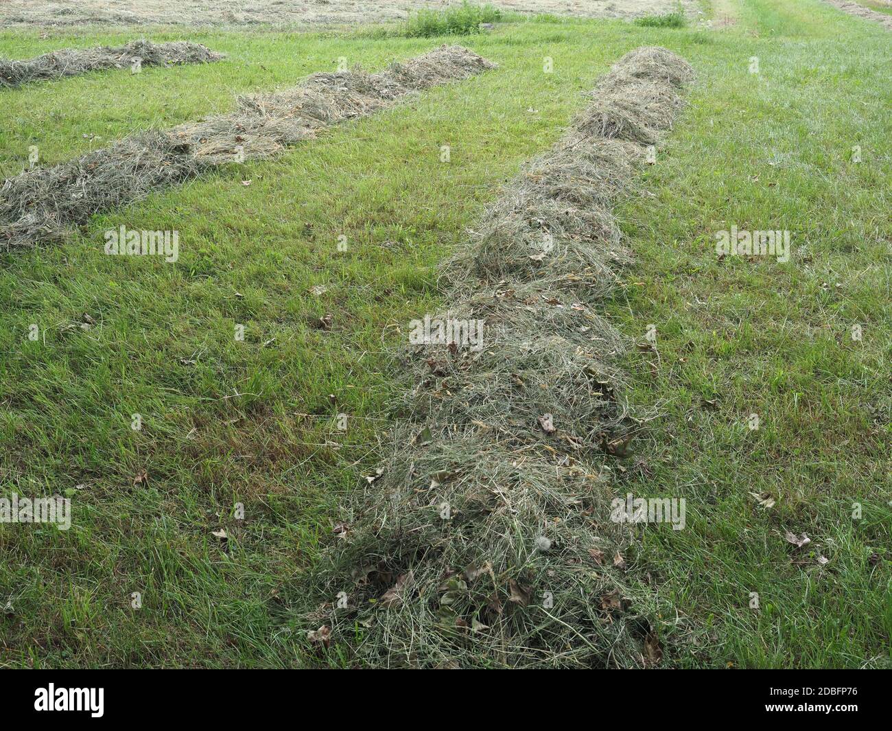 Freshly cut hay forage windrow in a field Stock Photo Alamy