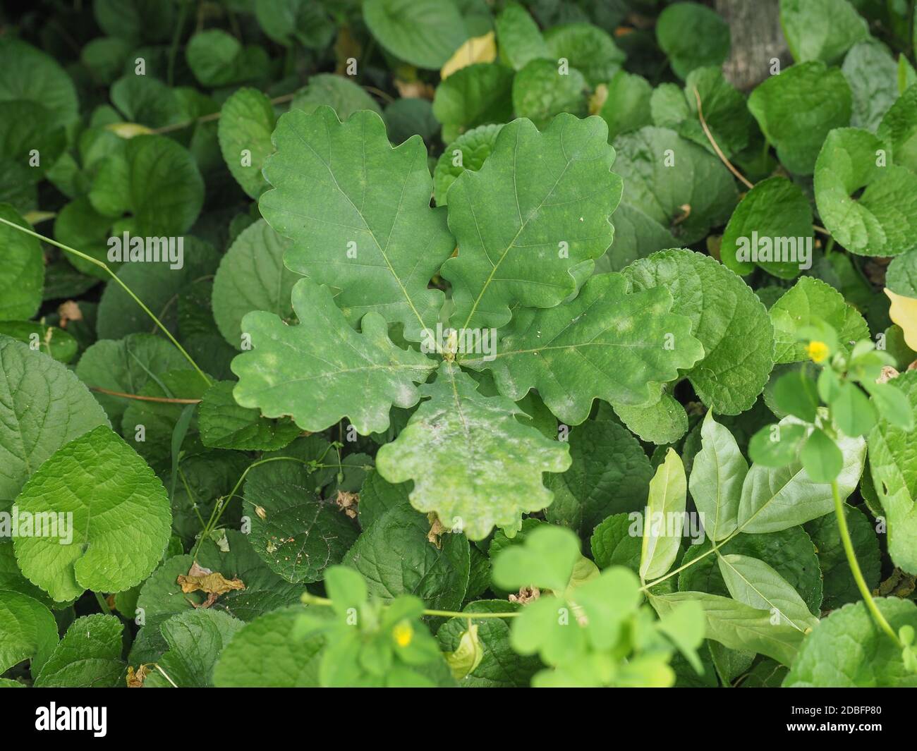 oak tree (scientific name Quercus robur) sapling Stock Photo Alamy