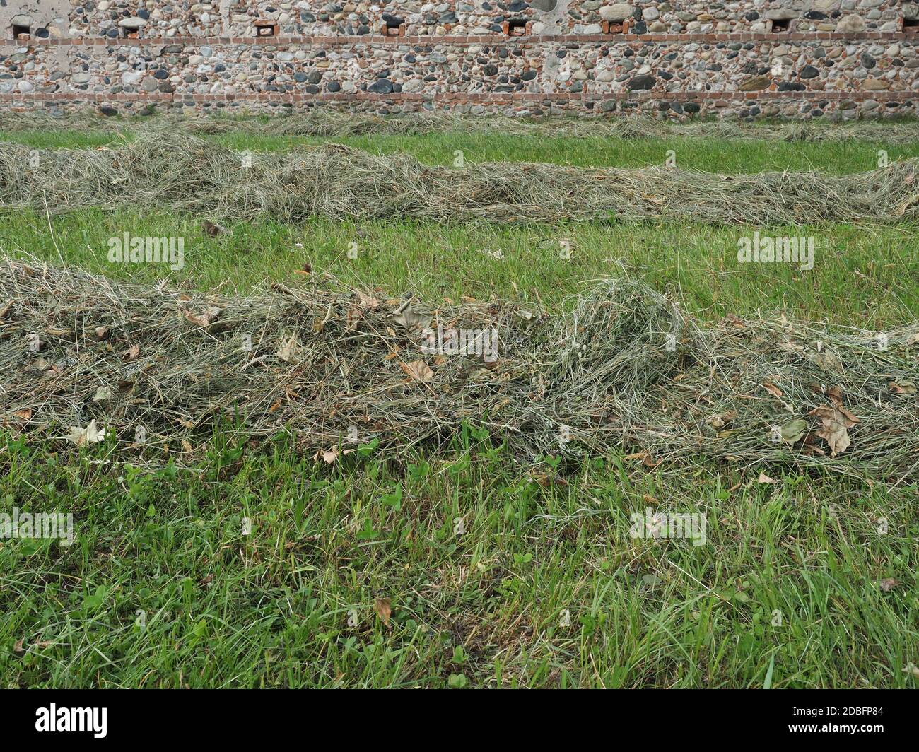Freshly cut hay forage windrow in a field Stock Photo Alamy