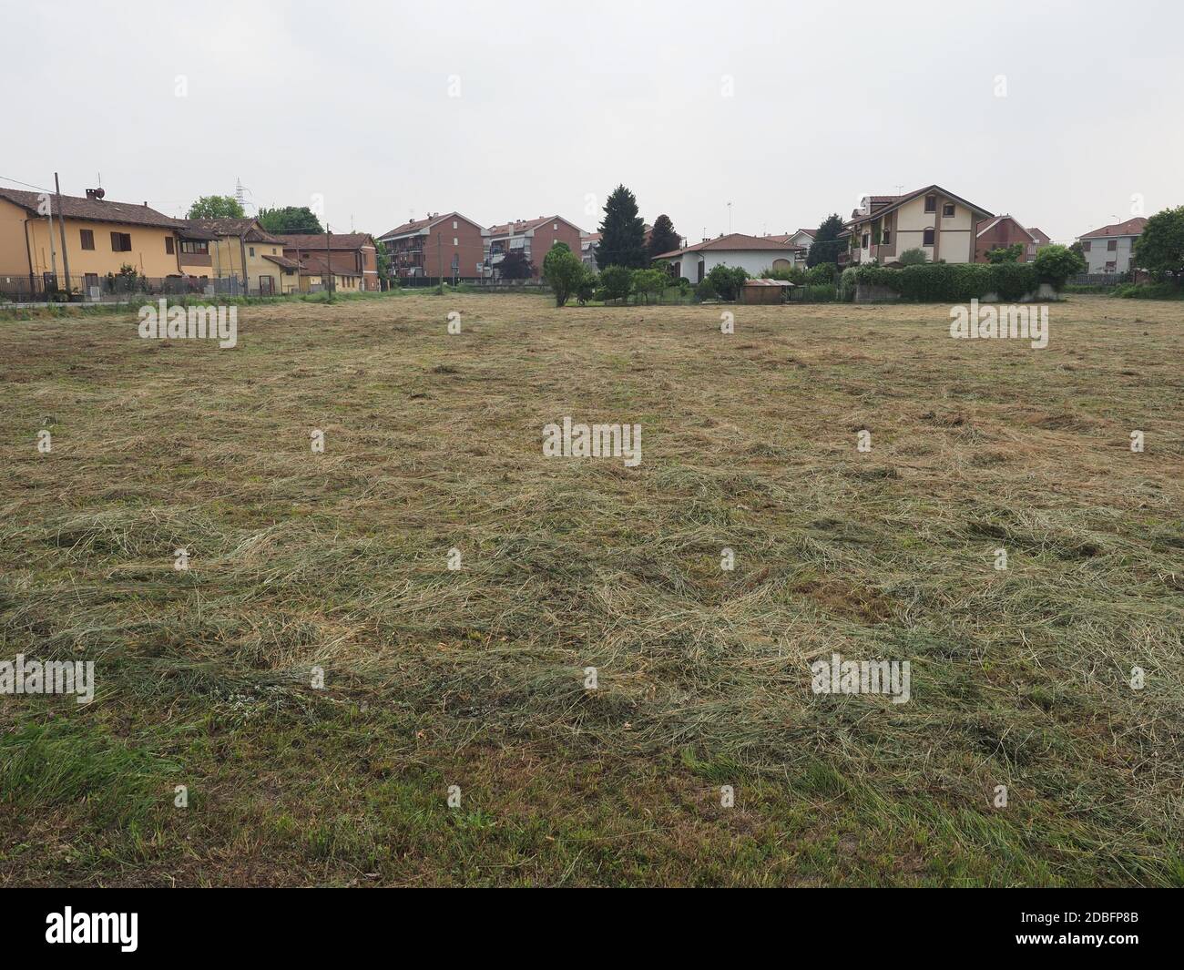 Freshly cut hay forage in a field Stock Photo Alamy
