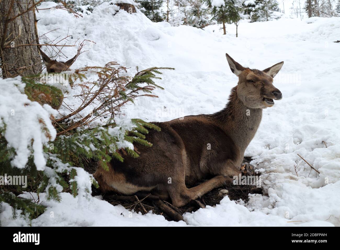 a red deer is laying near a tree in winter Stock Photo