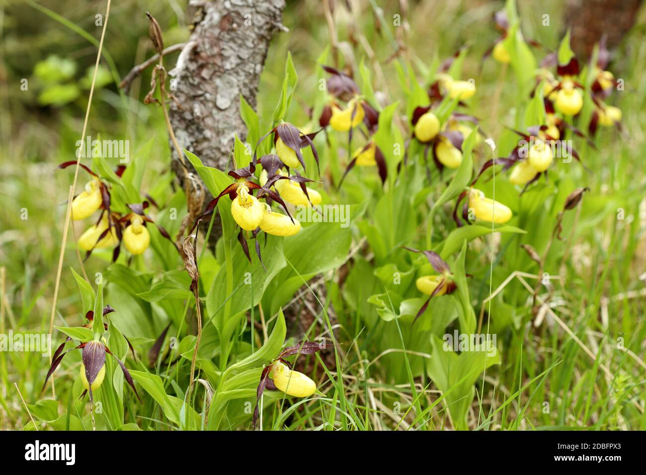 many yellow orchids on a field in nature Stock Photo