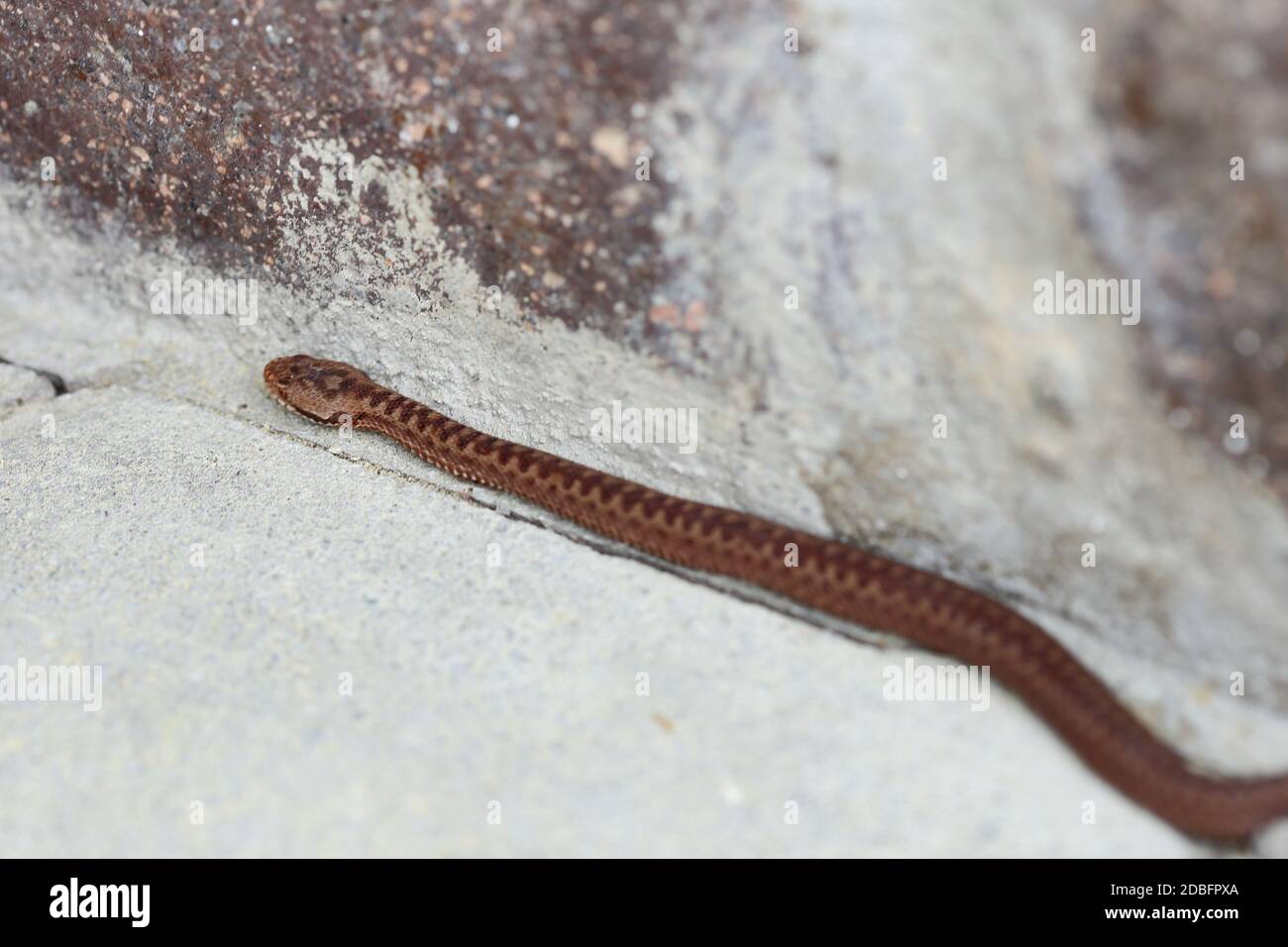 a little brown poison adder on the ground Stock Photo