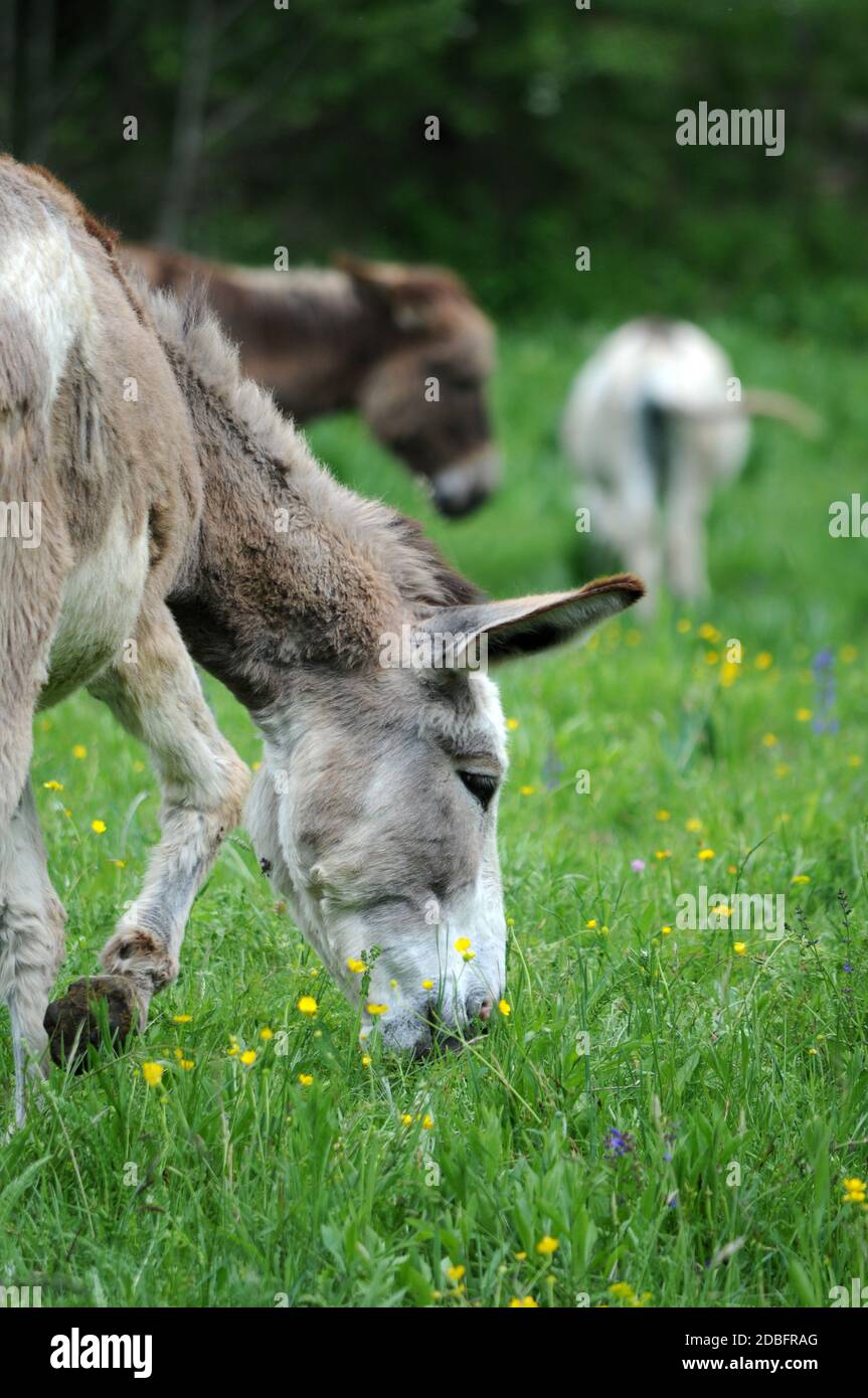 Spring Donkey Group of donkeys grazing in the spring Stock Photo - Alamy