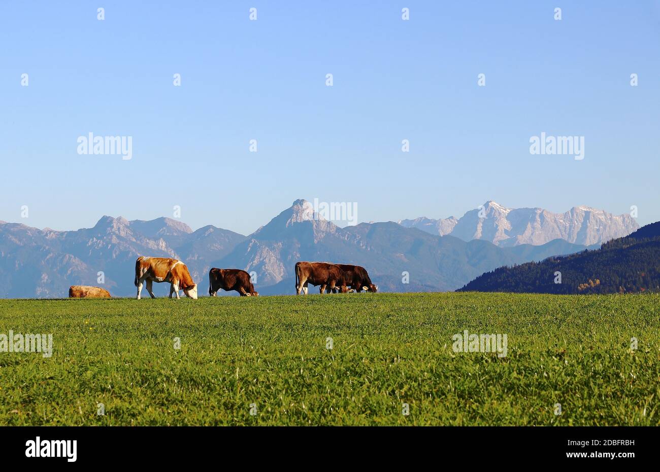 A herd of dairy cows on a meadow in Bavaria in front of the Allgaeuer Alps Stock Photo