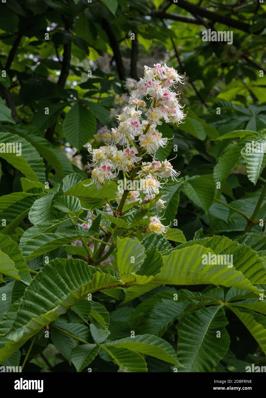 Conca Tree Beatifull blossoming horse chestnuts or Conker tree(Aesculus ...
