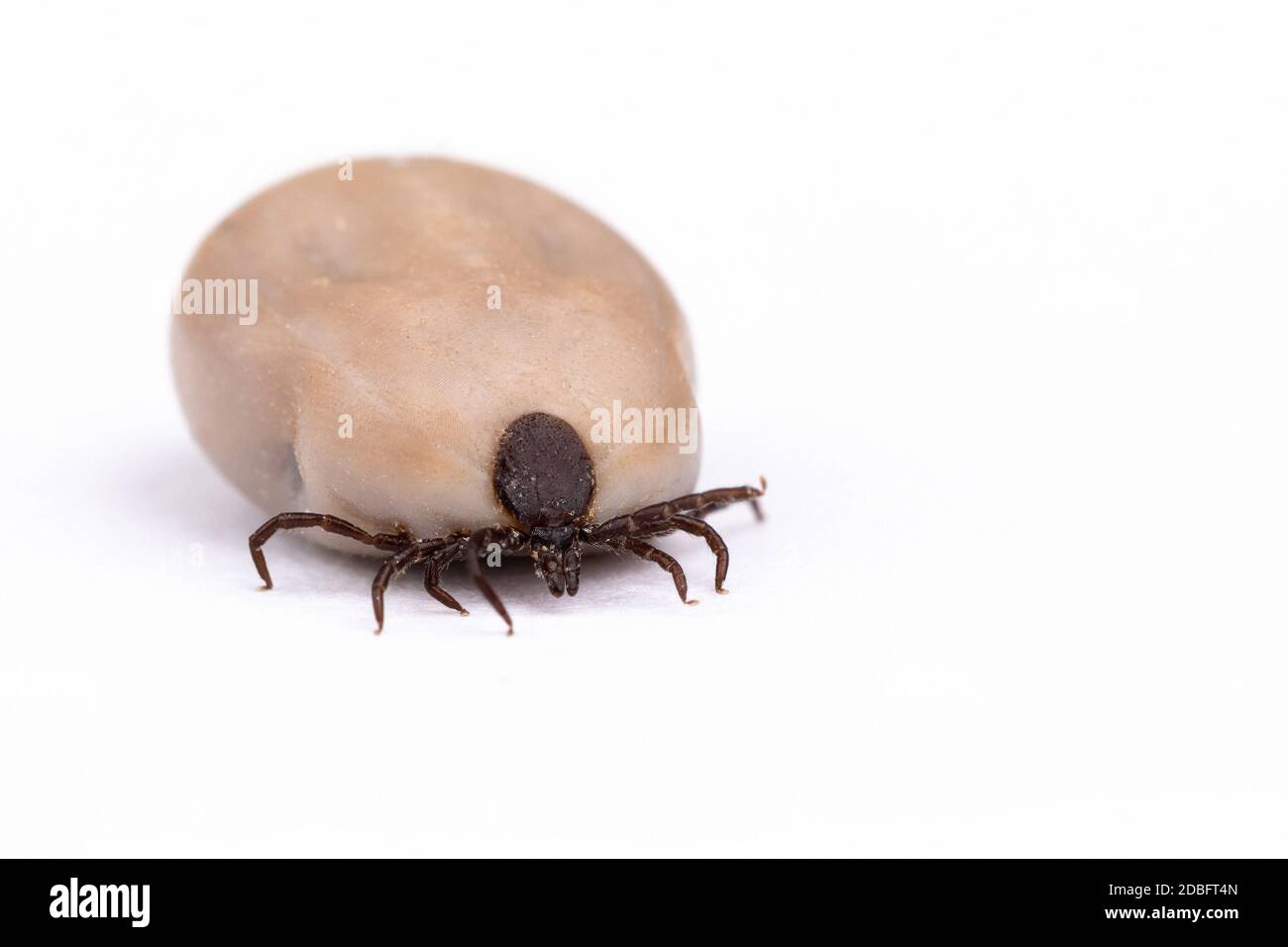 Tick (Ixodes ricinus) filled with blood isolated on white. Danger insect can transmit both bacterial and viral pathogens such as the causative agents Stock Photo