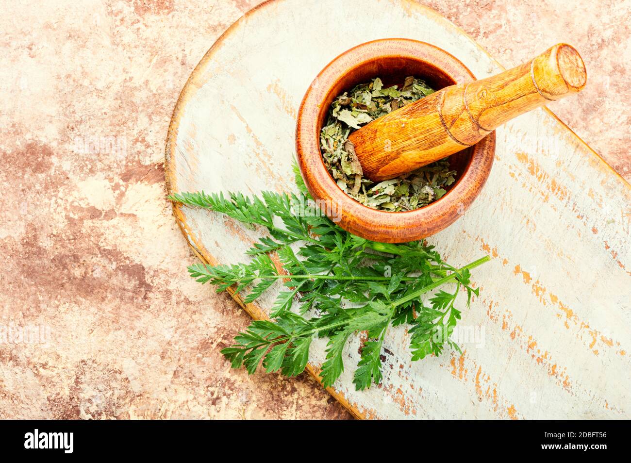 Healing properties of wild carrots in herbal medicine.Fresh medicinal