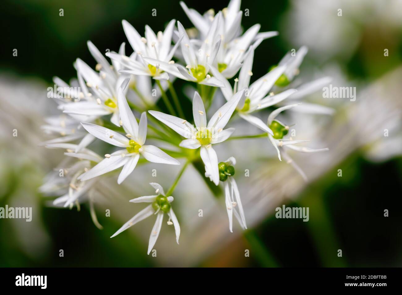 Flowering wild garlic leek (Allium ursine) in the spring garden. healthy ingredients for cooking Stock Photo
