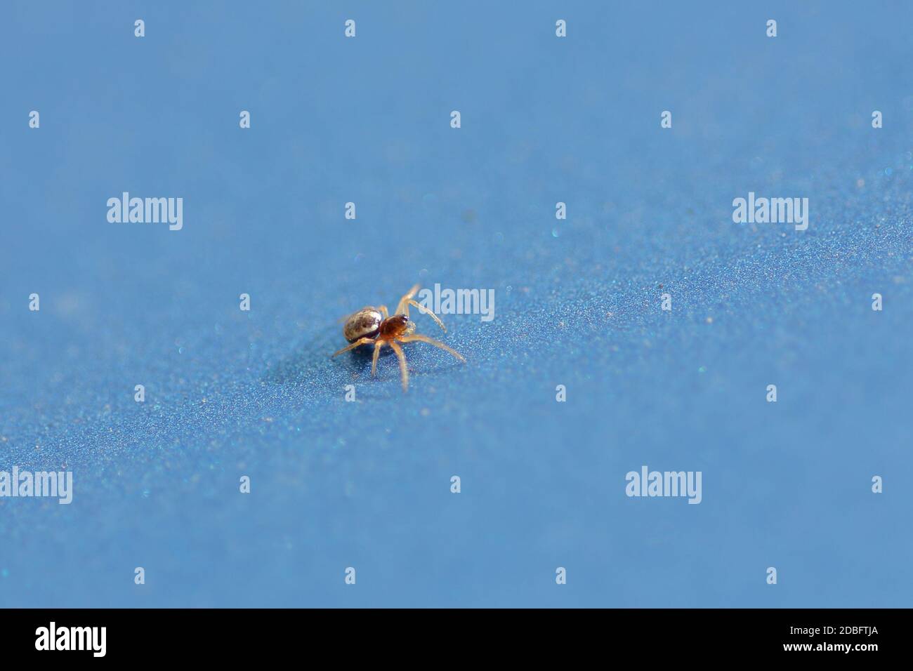 little spider on car hood Stock Photo