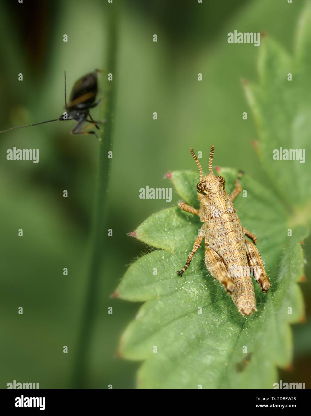 flightless grasshopper-filly wingless, sitting on a green leaf, close-up Stock Photo