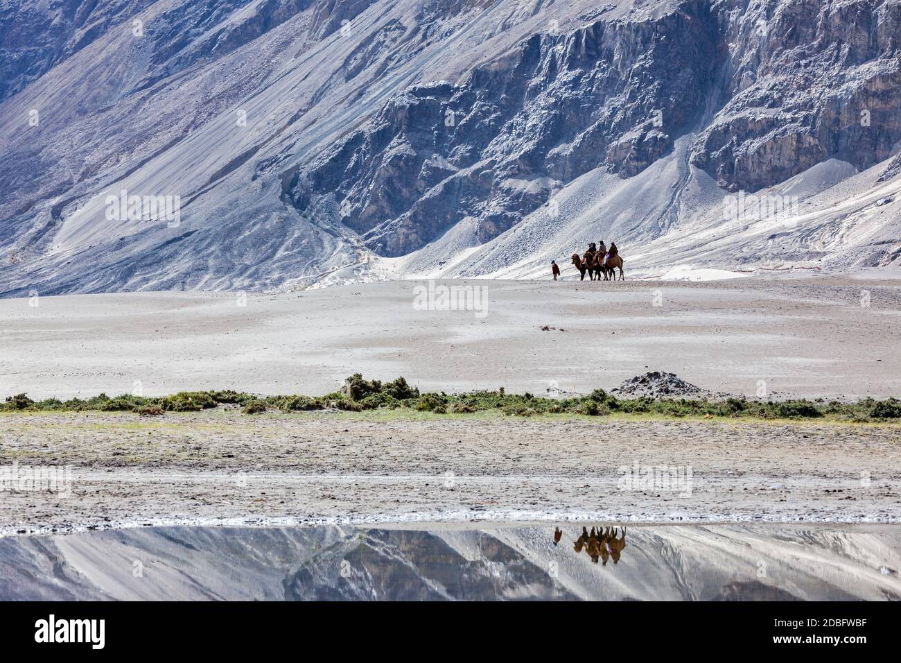 Tourists riding camels in Nubra valley in Himalayas, Ladakh, India Stock Photo