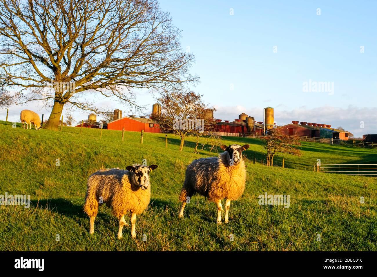 Two inquisitive but wary North of England Mule sheep, Beningbrough, Yorkshire, UK Stock Photo