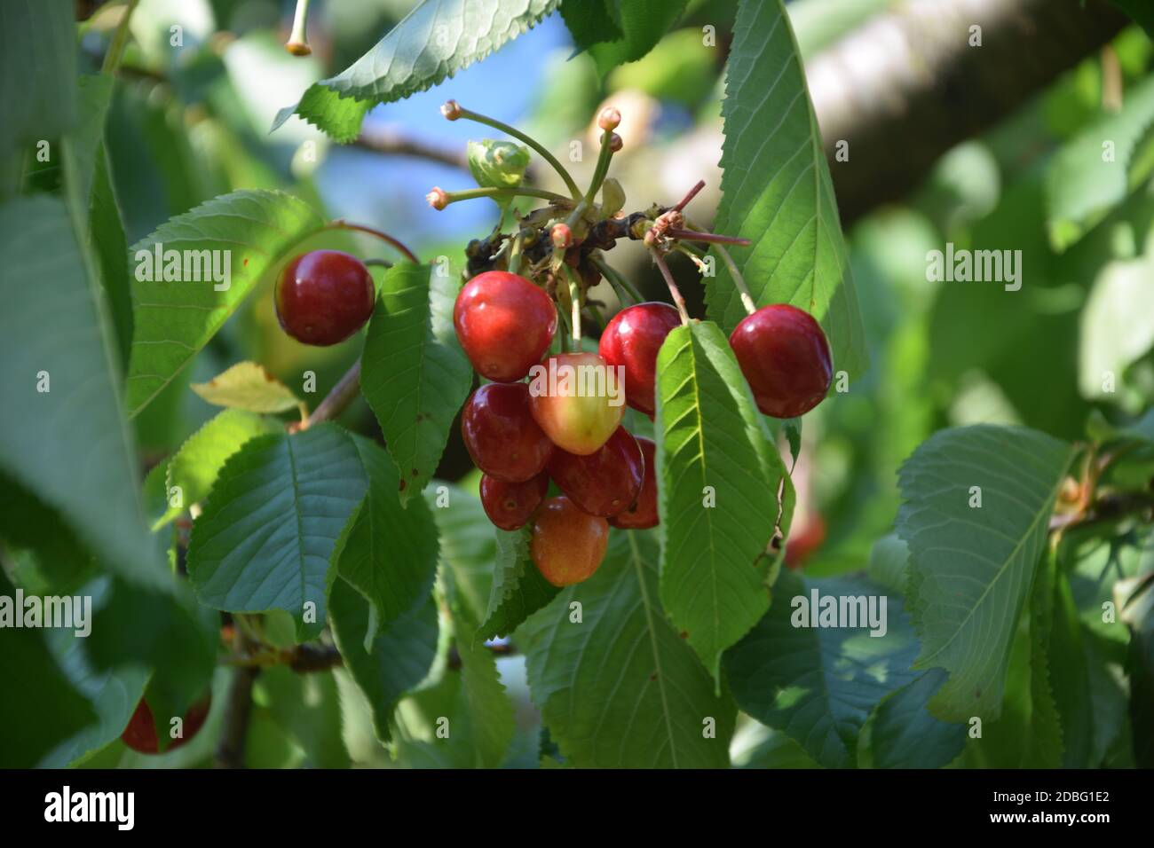 Group of cherries on the tree in spring Stock Photo