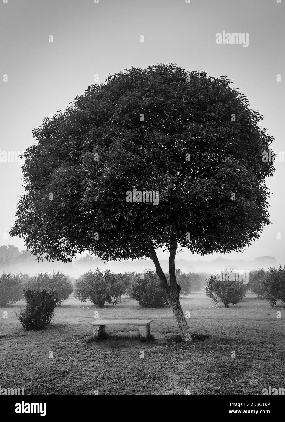 Loneliness Solitude Sadness Background Lonely Tree And Seating Bench In Morning Mist Fog Black And White Version Stock Photo Alamy