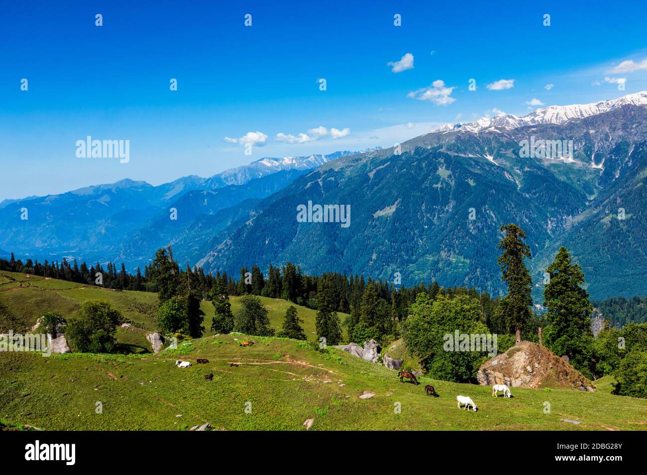 Horses grazing in Himalayas mountains. Himachal Pradesh, India Stock ...