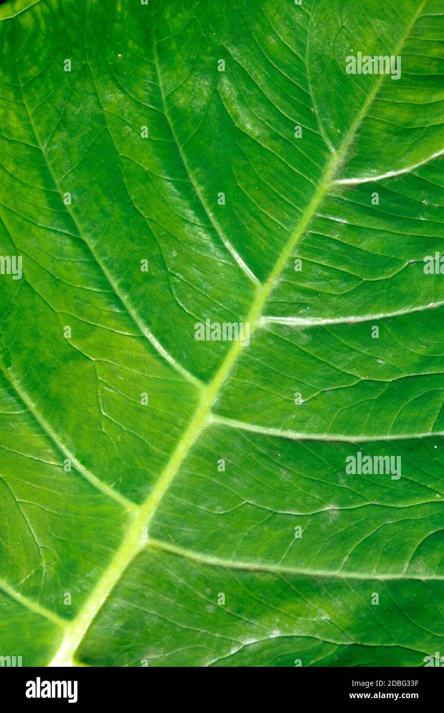Green leaf close up Stock Photo - Alamy