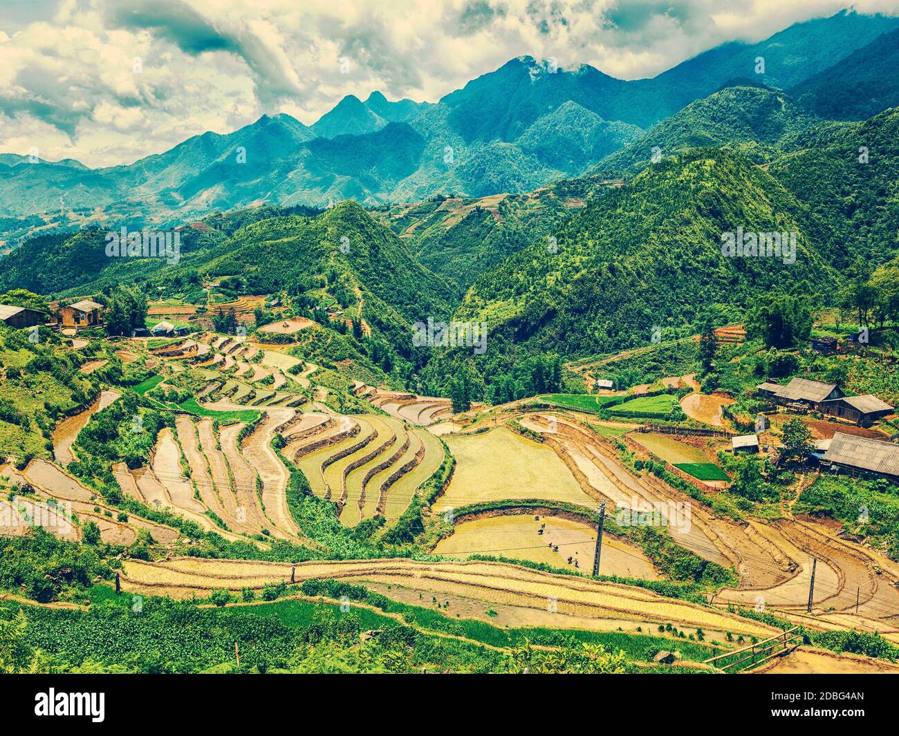 Vintage retro effect filtered hipster style image of rice field ...