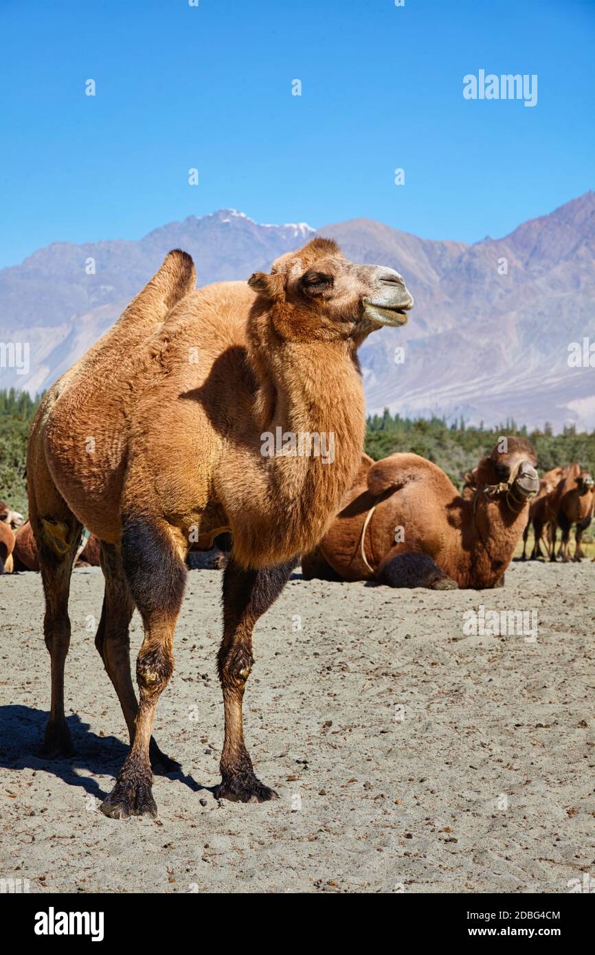 Bactrian camels in Himalayas. Hunder village, Nubra Valley, Ladakh, Jammu and Kashmir, India Stock Photo