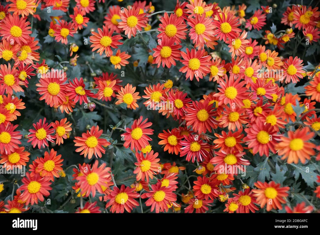 Red colors of Cascade Anemone Mum 'Himegokoromo' flower Stock Photo