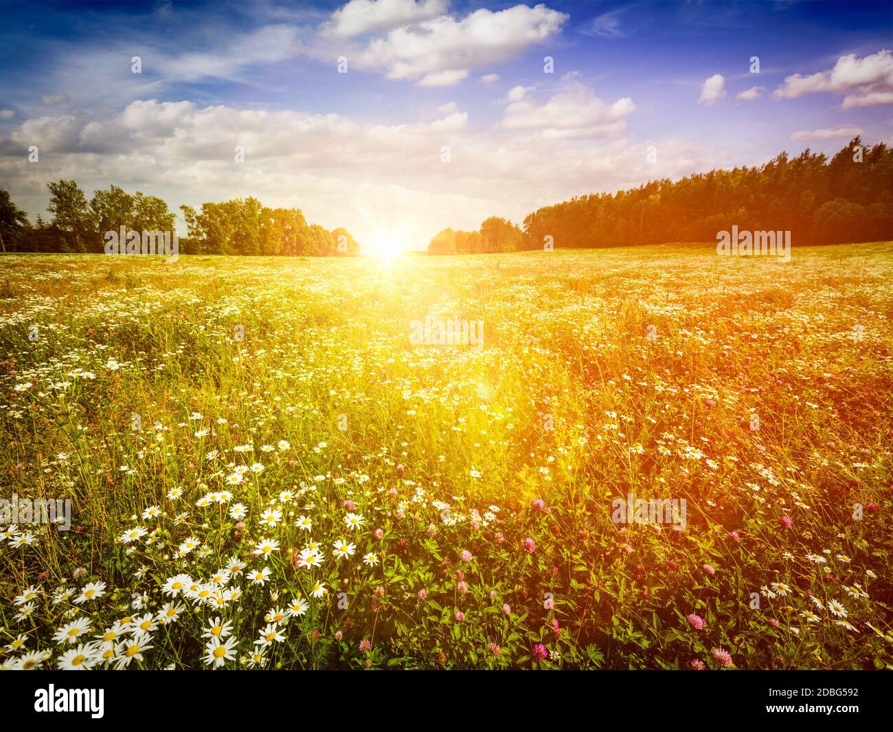 Summer blooming green meadow field with flowers with sun and blue sky ...